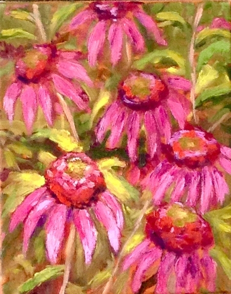 Coneflowers